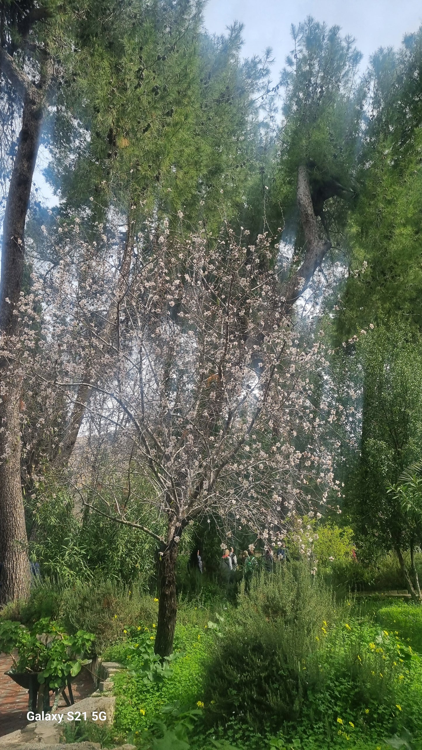 Almond Tree Ein-Karem Convent