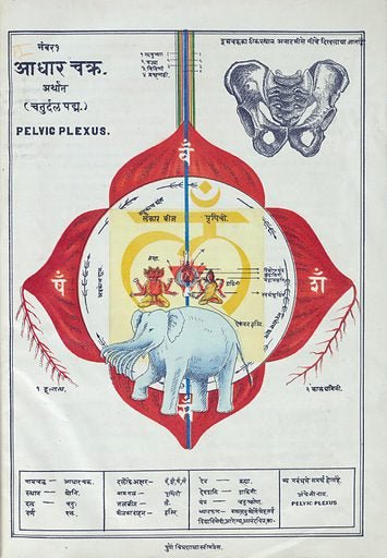 A product image featuring a red and yellow illustration of the human body with a blue elephant, along with Sanskrit text, likely representing a chakra balance serum product. Base Chakra