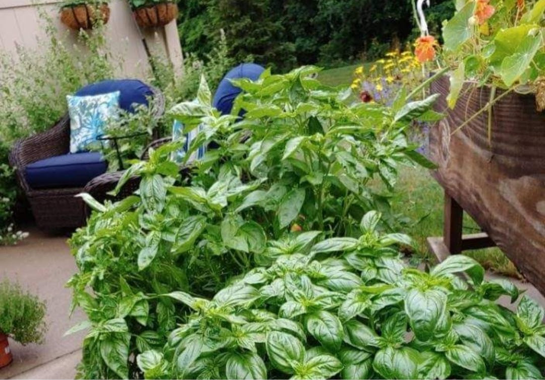 Basil Leaves