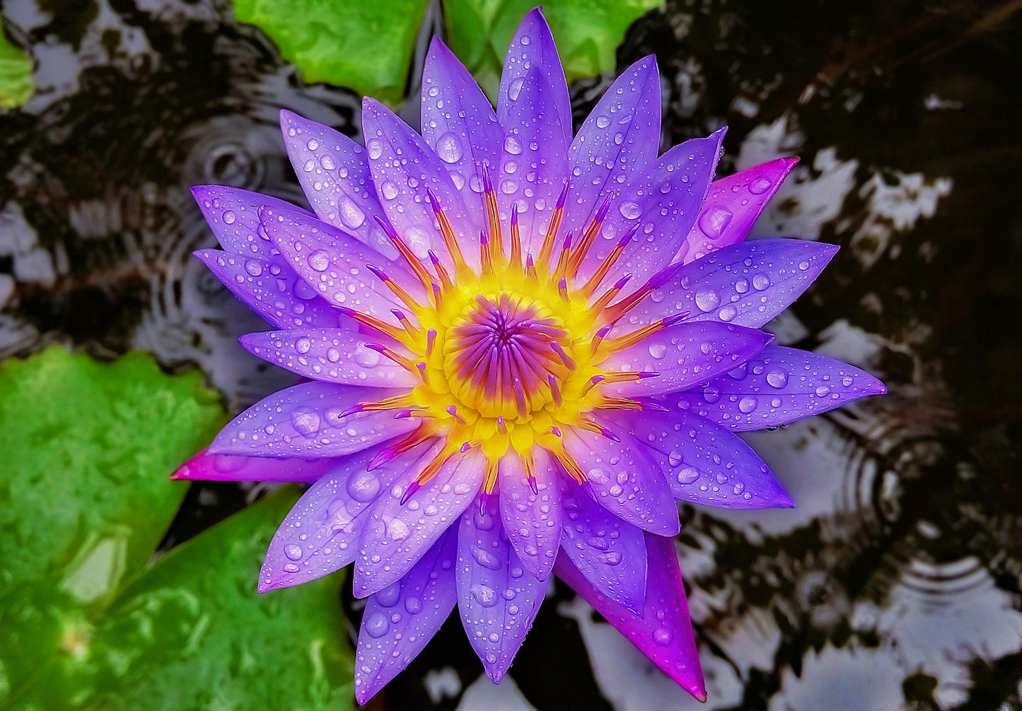 Blue Lotus