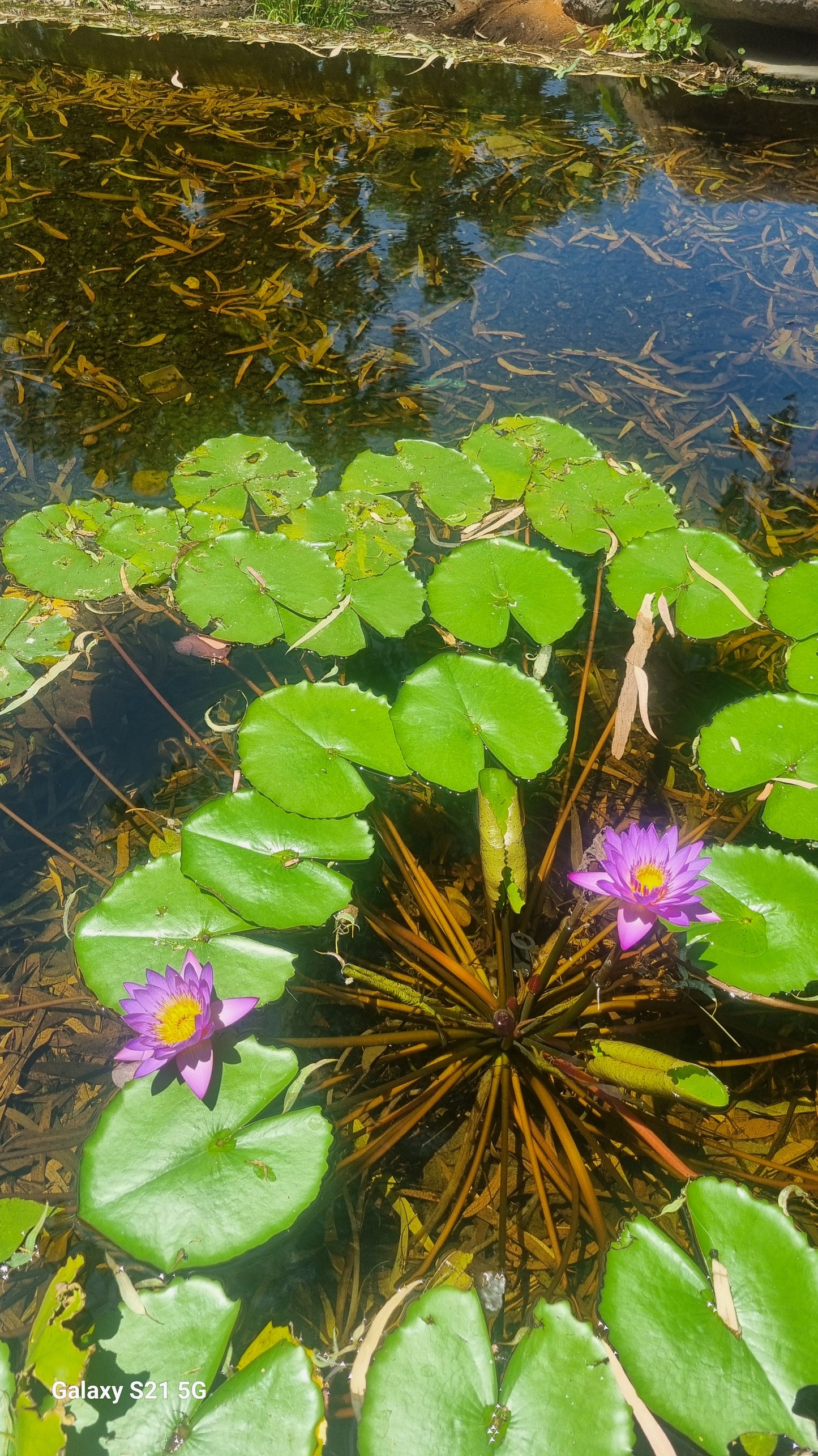 Water lilies with green leaves and purple flowers floating on a pond