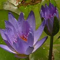 Blue Lotus