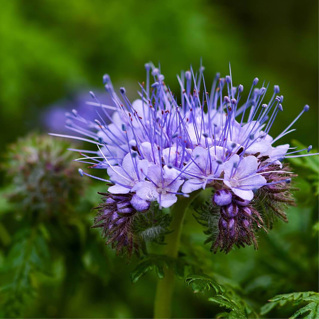 Blue Tansy Photo