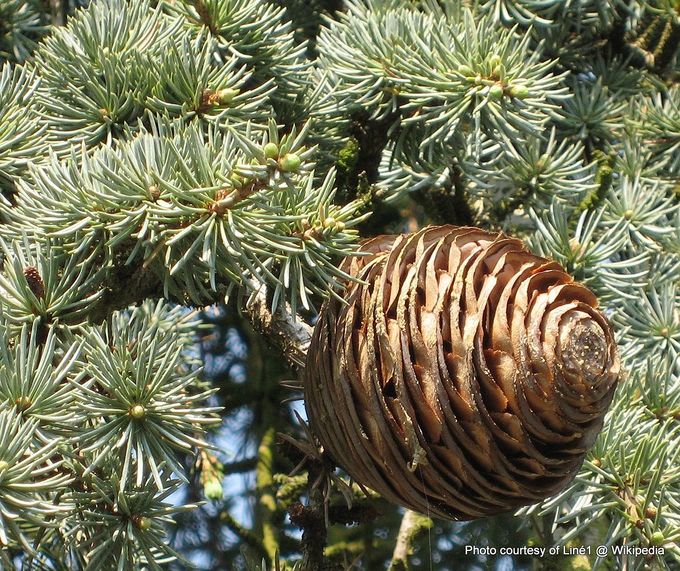 Cedrus Libani Cone