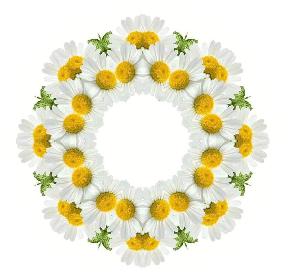 Essential Oracle Roman Chamomile