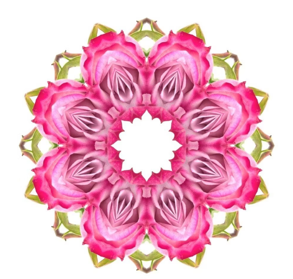 Essential Oracle Rose Card