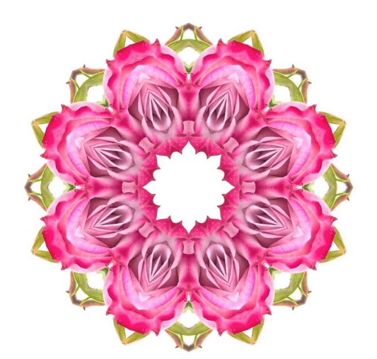 Essential Oracle Rose Card