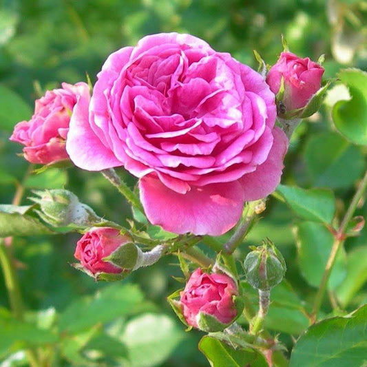 Artemisia Rose Face Serum 60ml