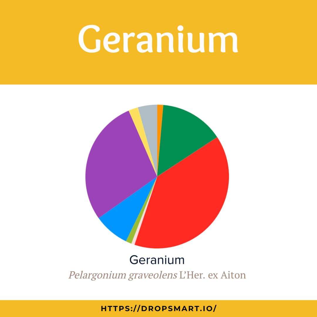 Geranium Dropsmart Pelargonium Graveolens
