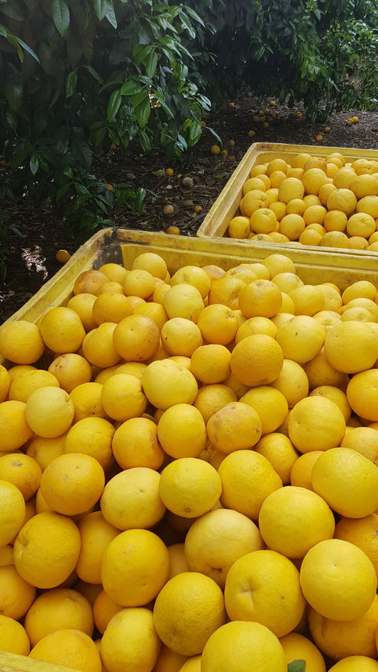 Containers filled with fresh grapefruit, with more grapefruit visible in the background.