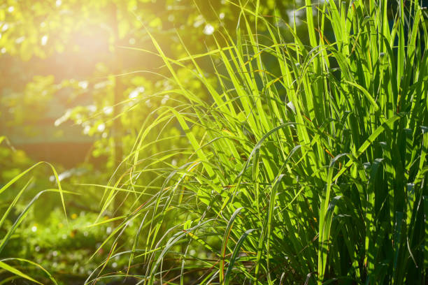 Lemongrass_-_Cymbopogon_Citratus