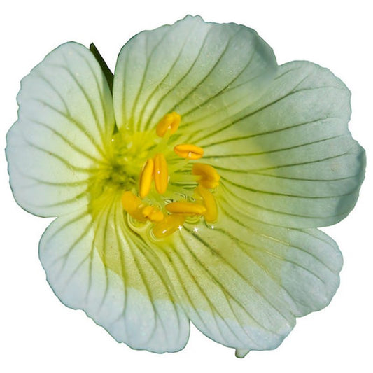 Meadowfoam Seed Oil