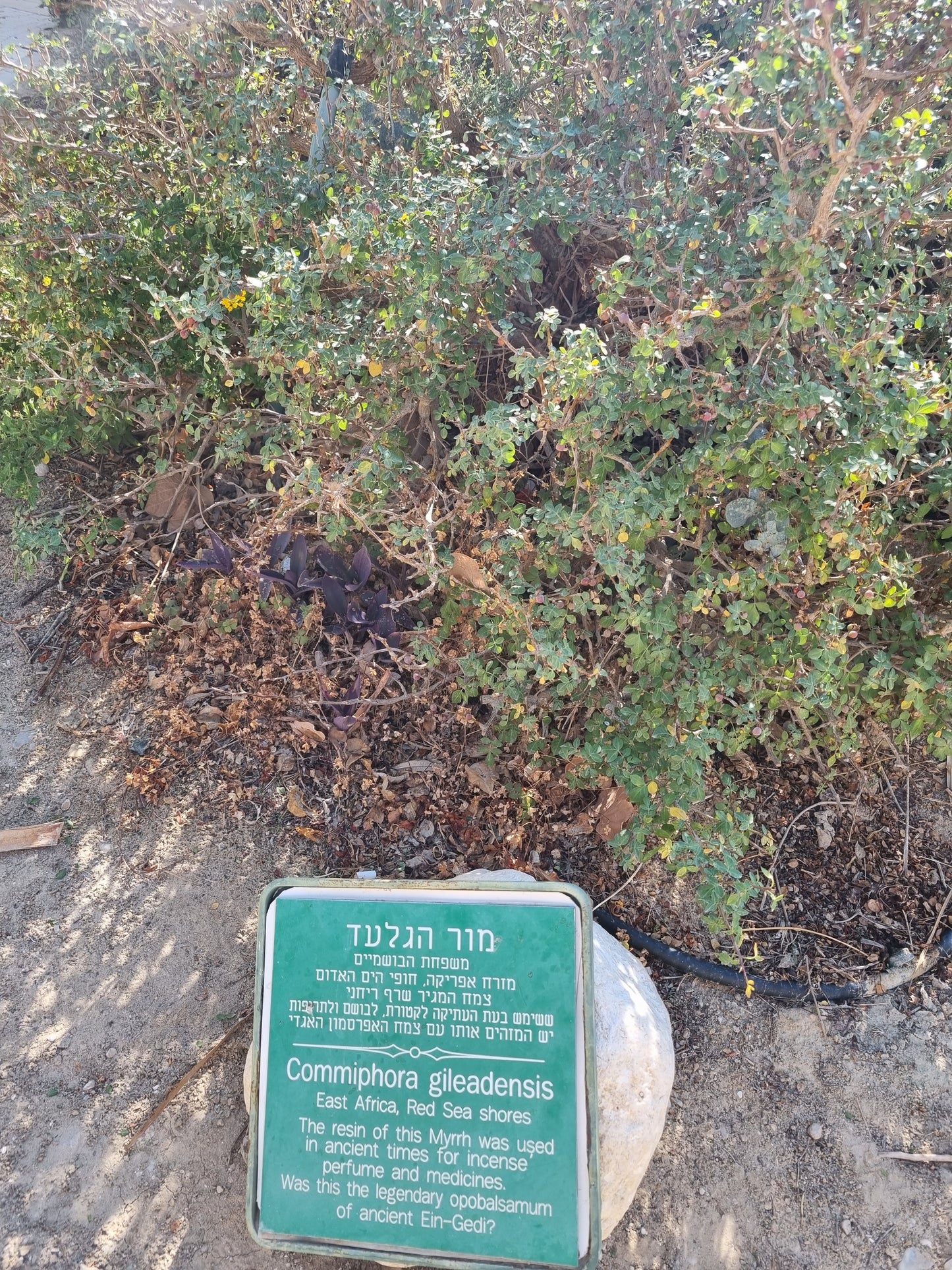 Myrrh - Commiphora Gileadensis- Ancient Ein Gedi opobalsamum
