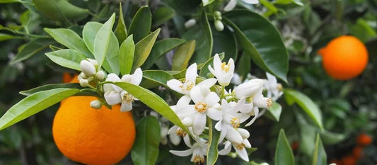 Neroli Flowers