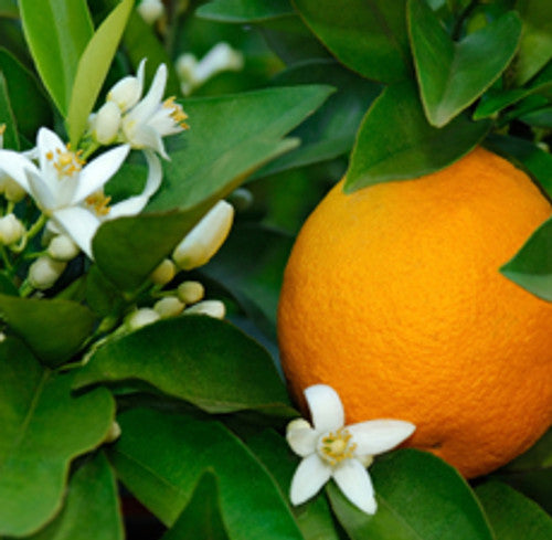 Orange fruit with green leaves and white flowers on a branch