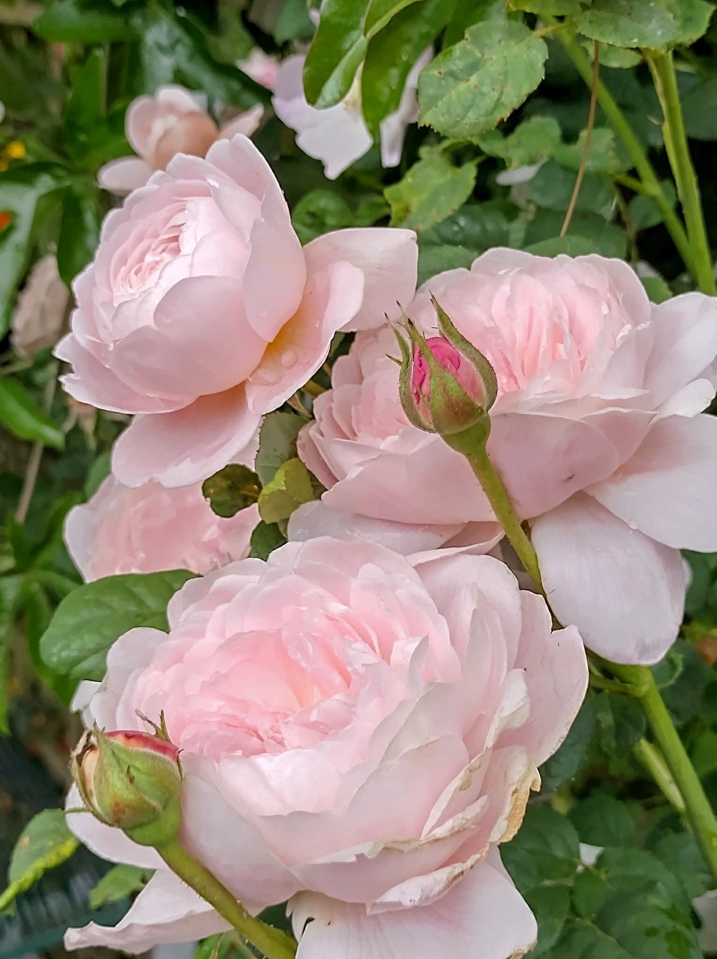Close-up of pink roses with green leaves in the background