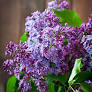 Close-up of purple lilac flowers