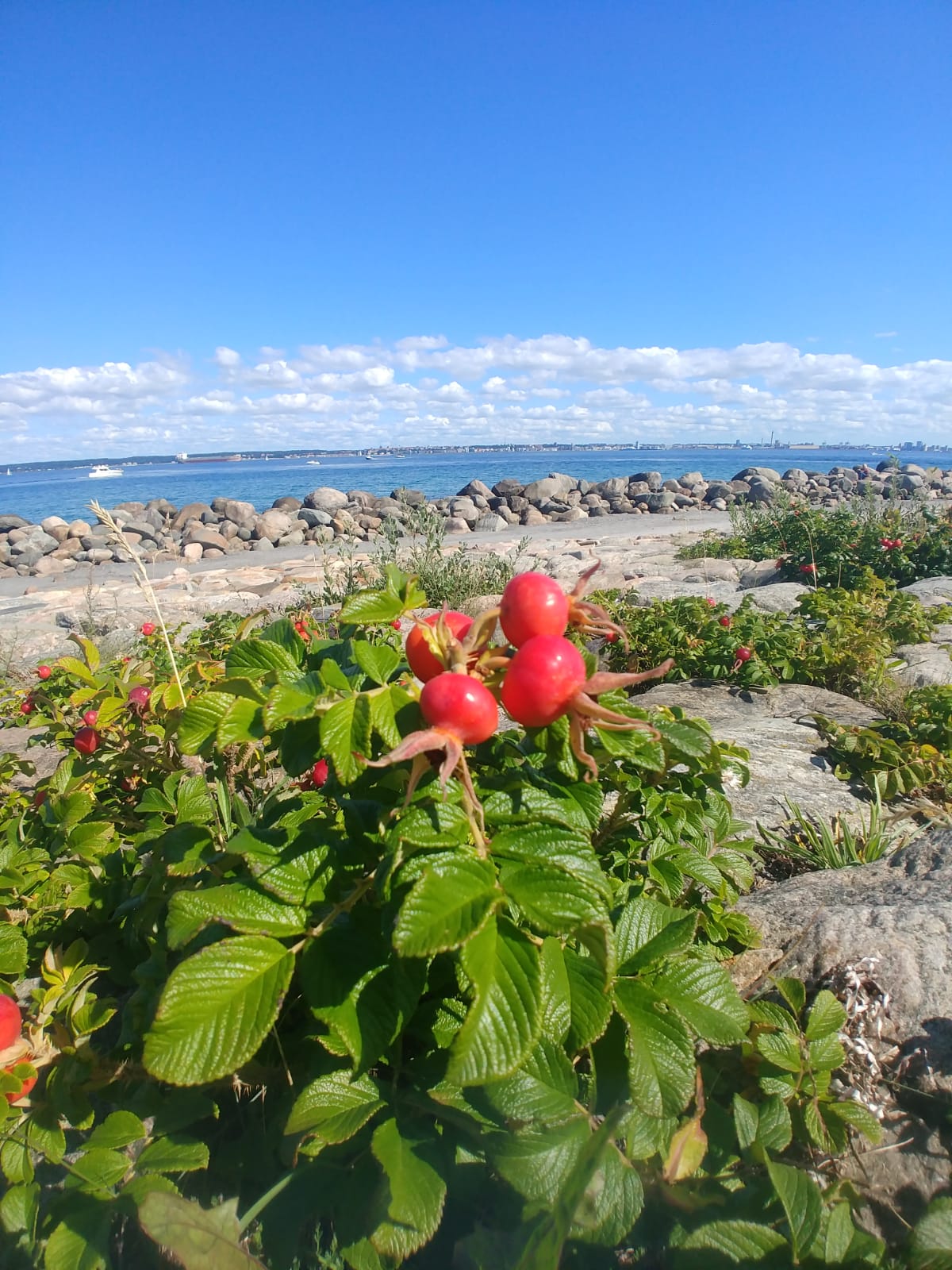 Rosehip photo from Denmark