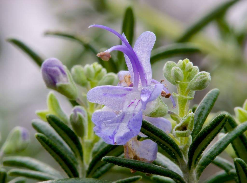 Rosemary Flower