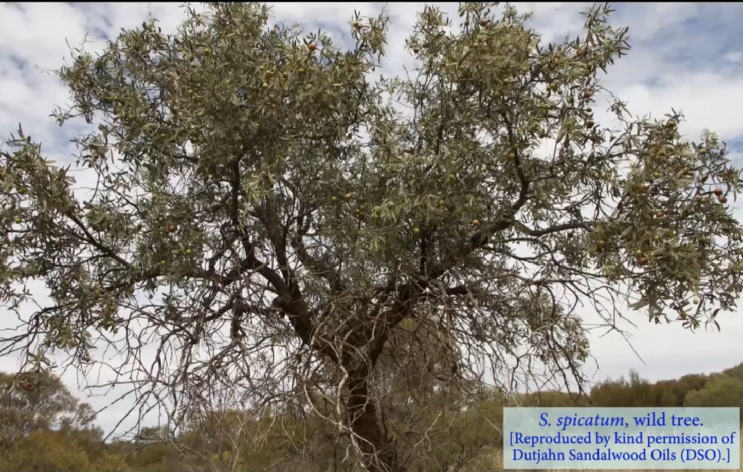 Sandalwood Tree wild tree