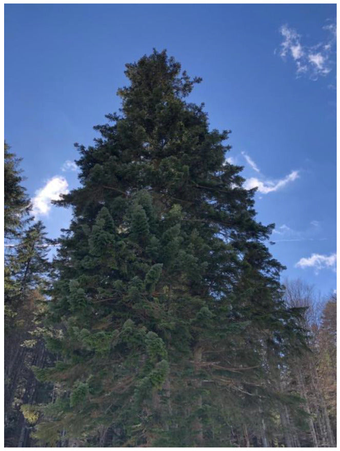 Silver Fir Tree