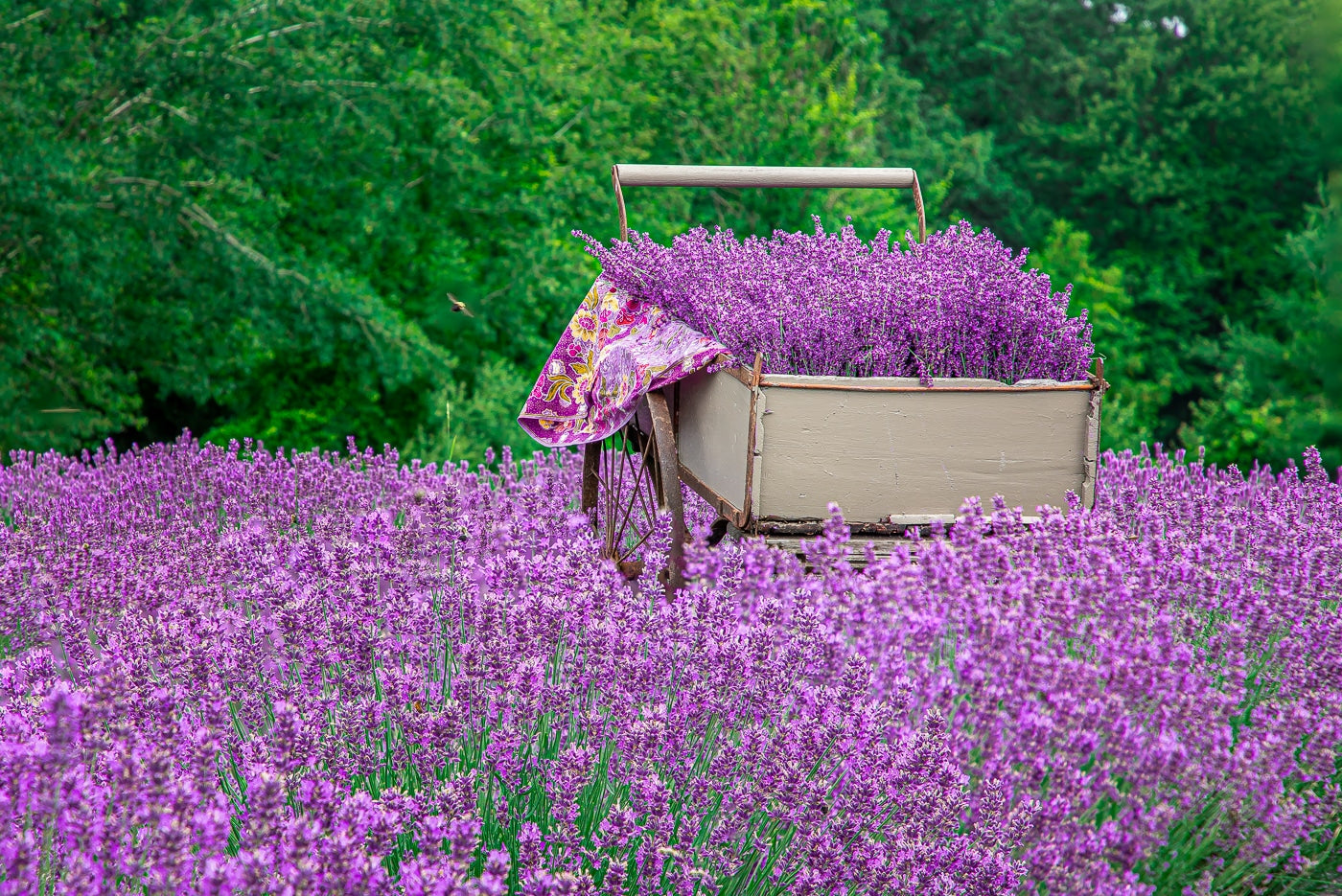 The Lavender Farm at Summit Wynds