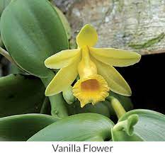 Vanilla Flower