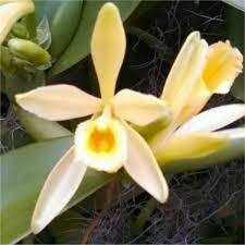Vanilla Flower 2