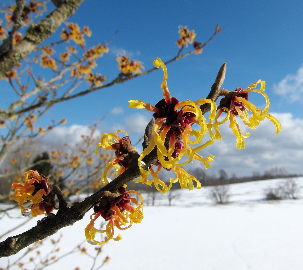 Flowers of Hamamelis (Witch Hazel) in bloom during winter, with snow on the ground and a clear blue sky in the background.