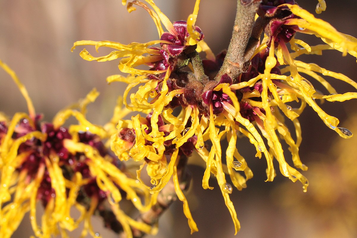 Witch Hazel, Hamamelis Flower