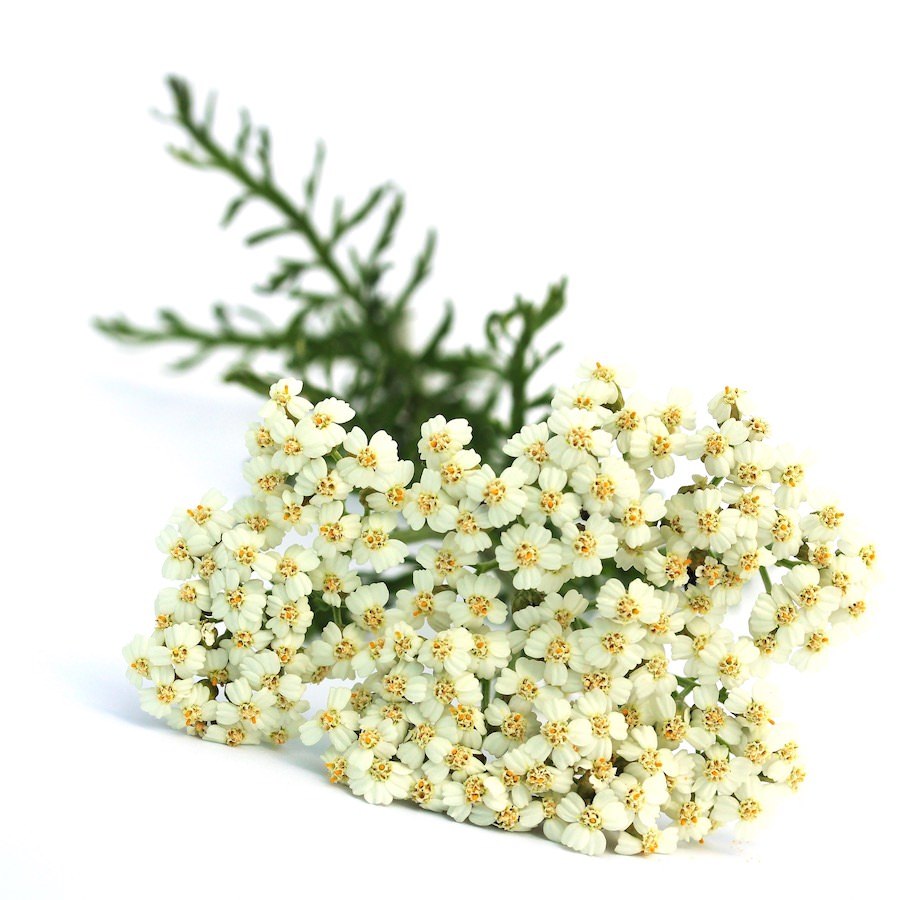 Bouquet of white flowers with yellow centers on a white background. Blue Yarrow flowers