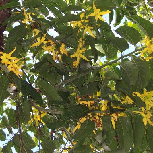 Ylang Ylang - Cananga Odorata