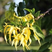 flower cananga odorata - Ylang Ylang