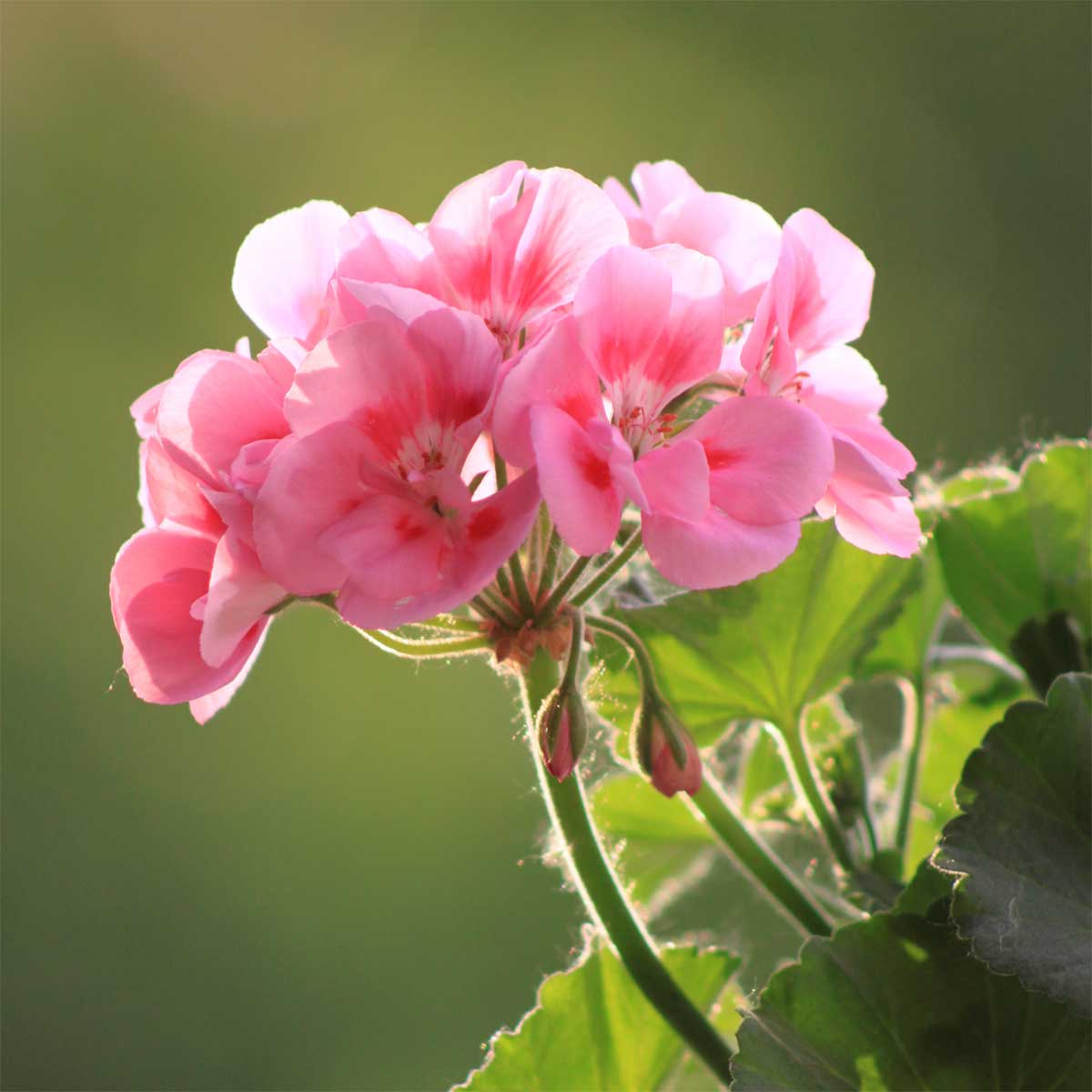 A photo of pink geranium flowers with green leaves in the background.