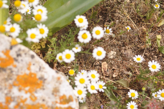 German Chamomile
