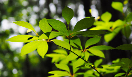Nihon no Mori - Japanese Forest