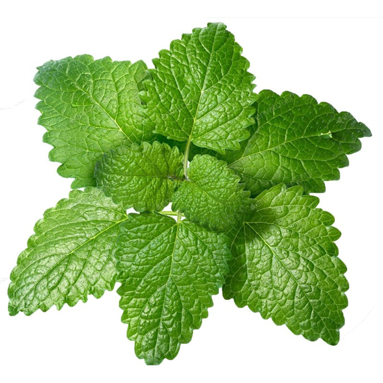 Lemon Balm Melissa Leaves