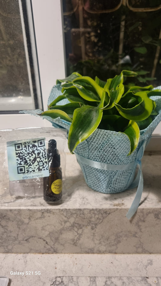 The Ultimate Solution for Treating Toenail Fungus - שמן אנטי פטרייתי לציפורניים ברגליים