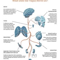 Polyvagal-Dosha-Chemistry Correlation: A Unified Theory of Essential Oil Action — bridging Ayurveda, Polyvagal Theory, and I Ching