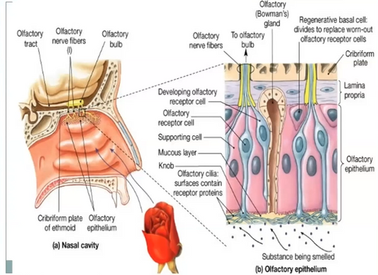 Anosmia: Loss of Smell & Aromatherapy Recovery | איבוד חוש ריח