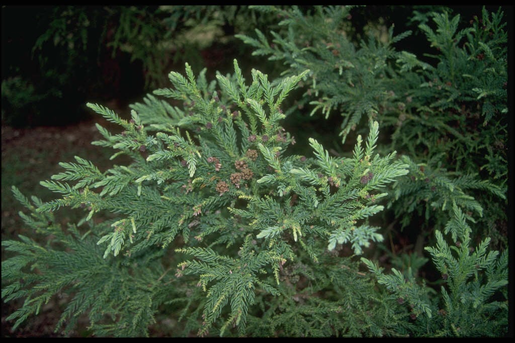Japanese Cedar Cryptomeria japonica essential oil for skin brightening