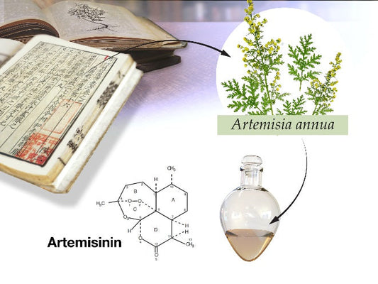 Aromatherapy essential oils and plant benefits guide