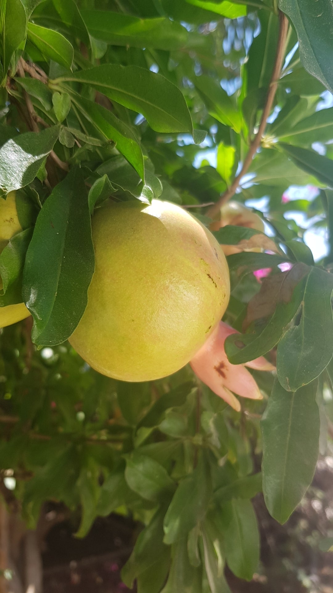 Bergamot Collection