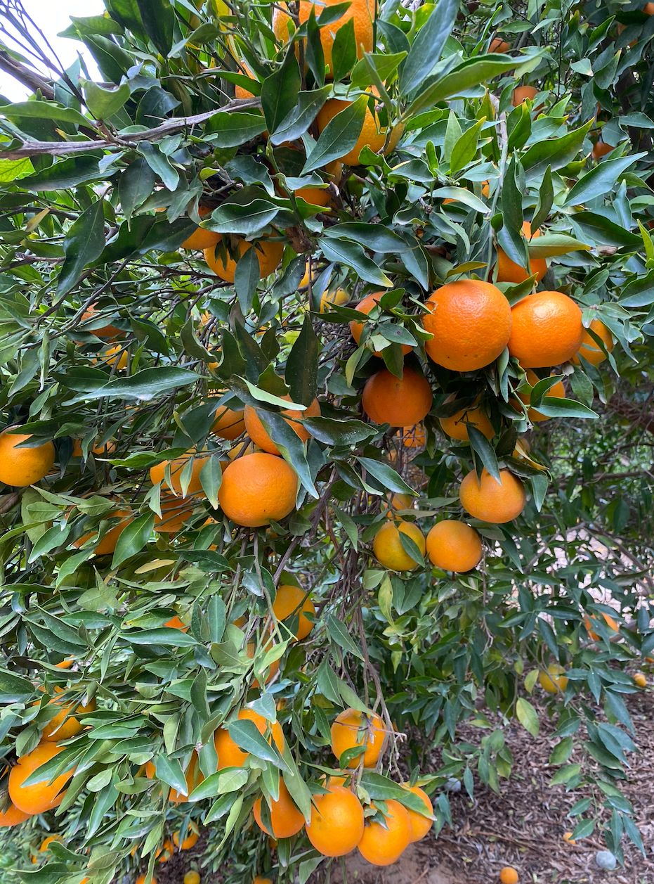 Sweet Orange