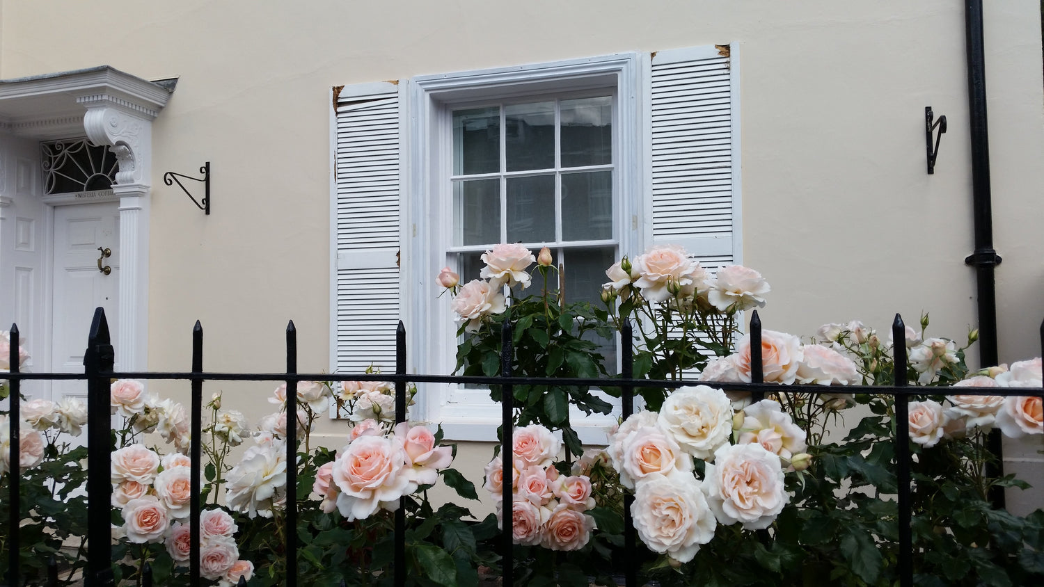 Rose Collection