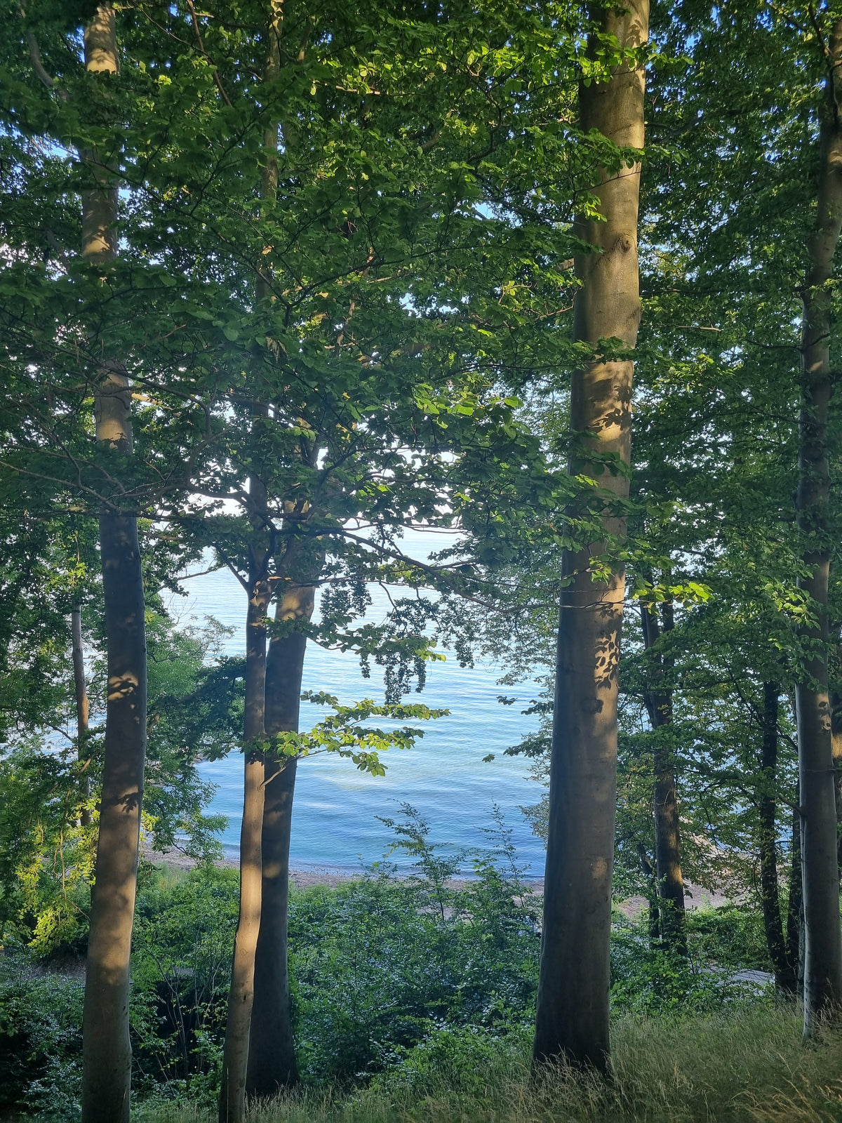 Albertina Foundation Trees and Lake