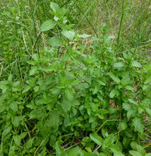 Green leafy plant in a natural setting with grass and other plants.