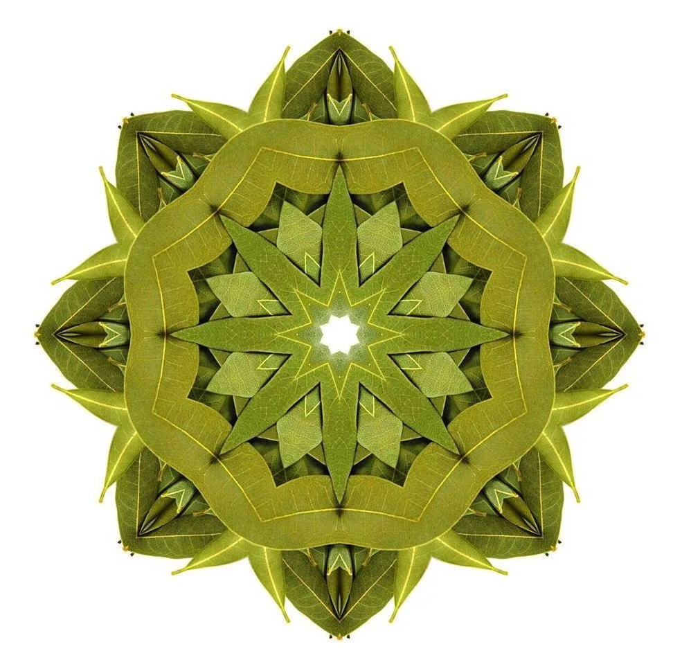 Essential Oracle Bay Laurel Card