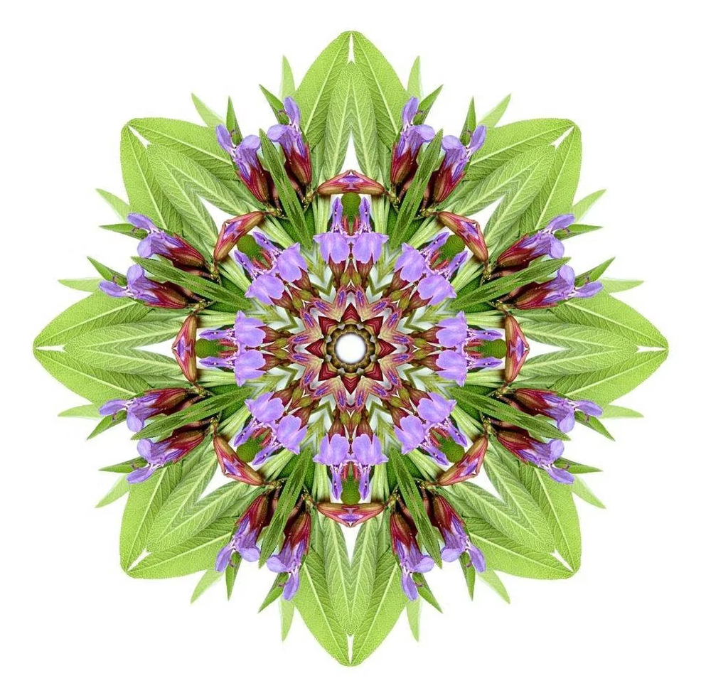 Essential Oracle Clary Sage Card