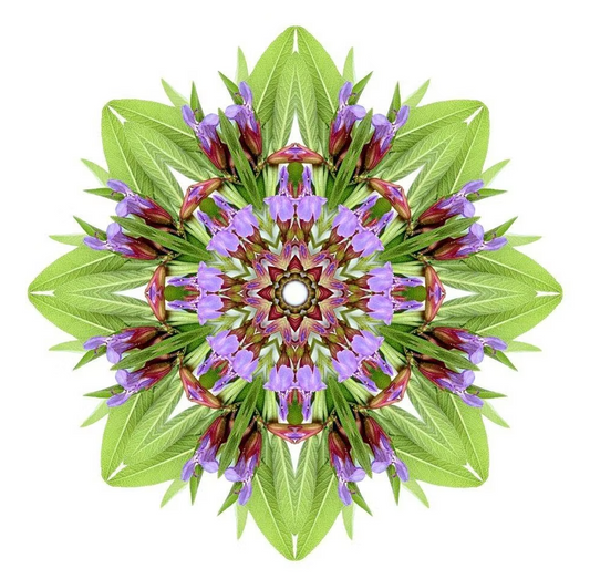 Essential Oracle Clary Sage Card